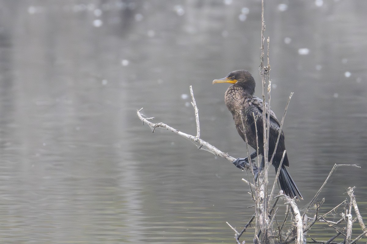 Neotropic Cormorant - ML642264767