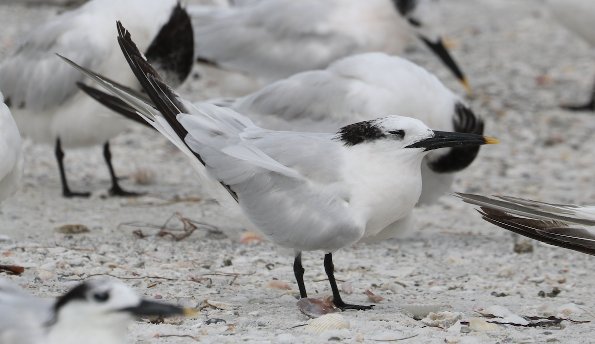 白嘴端燕鷗(acuflavidus) - ML642264769
