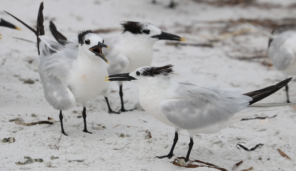 白嘴端燕鷗(acuflavidus) - ML642264770