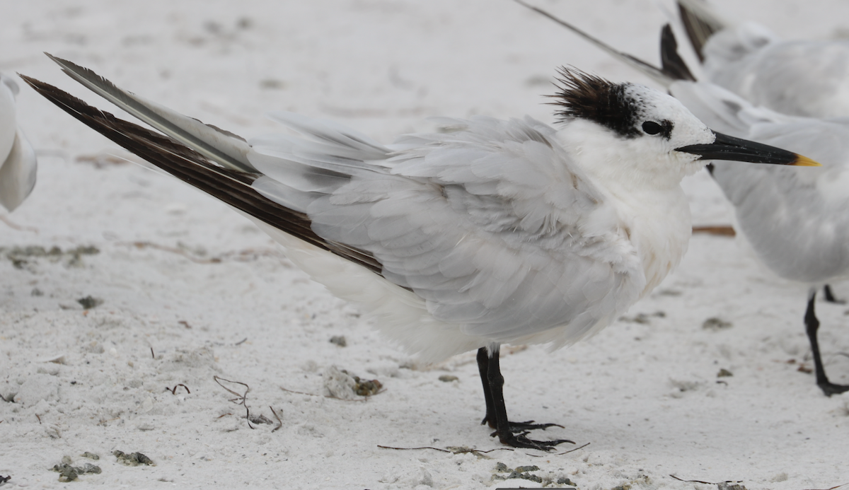 白嘴端燕鷗(acuflavidus) - ML642264771