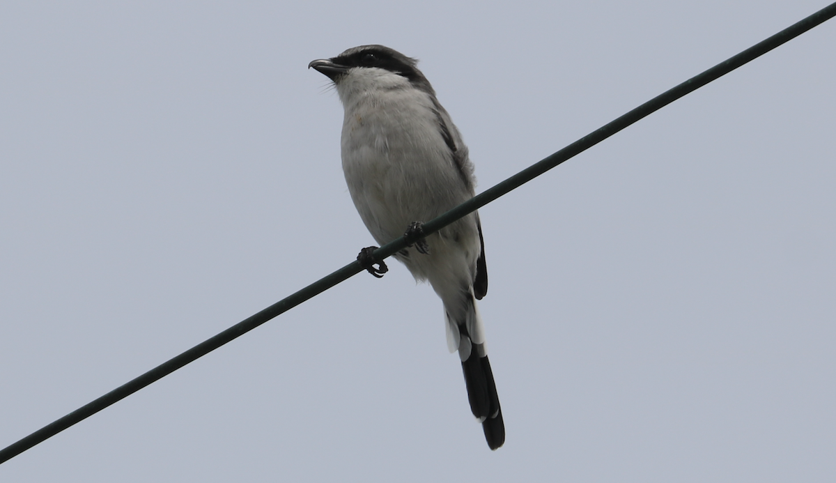 Loggerhead Shrike - ML642264772