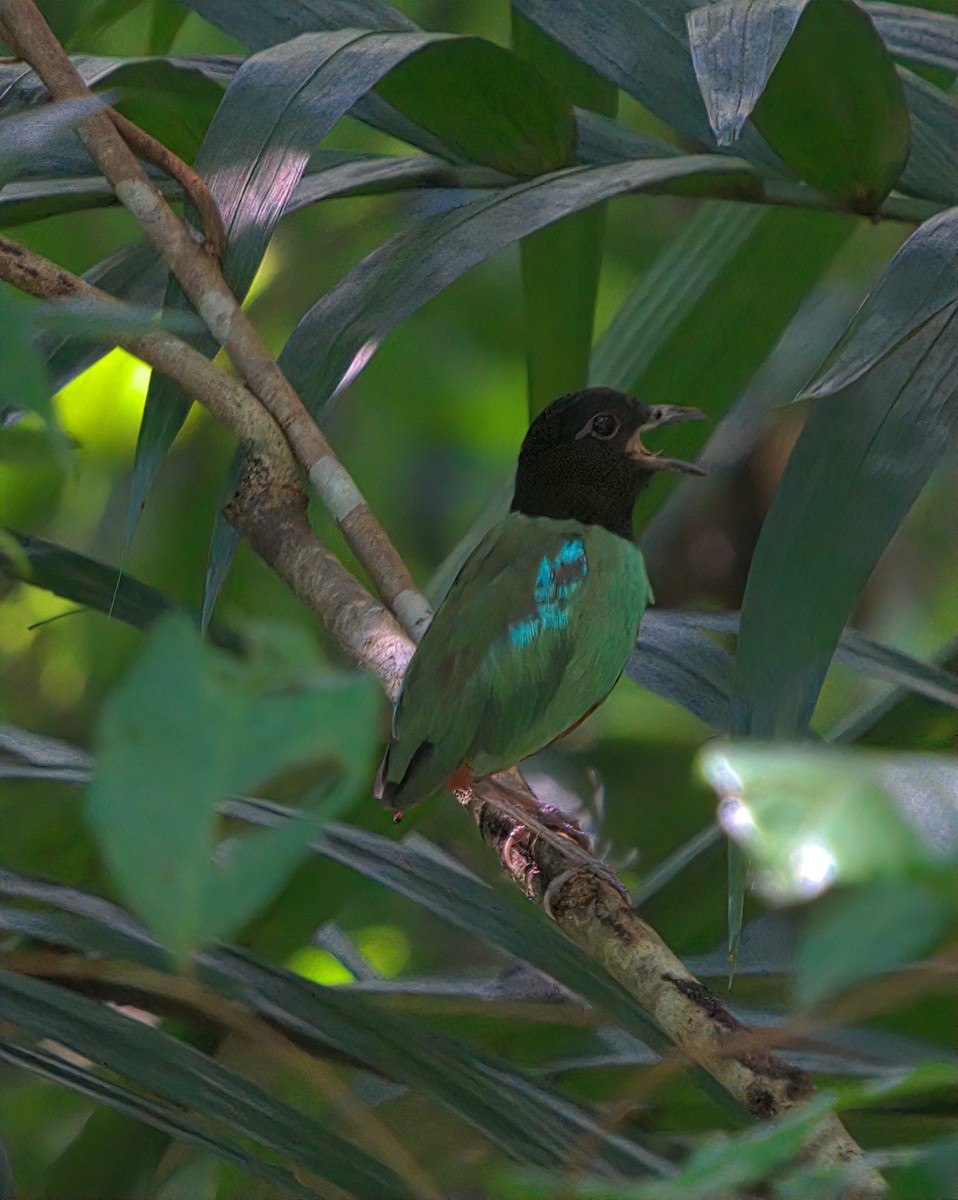 Western Hooded Pitta - ML642264779