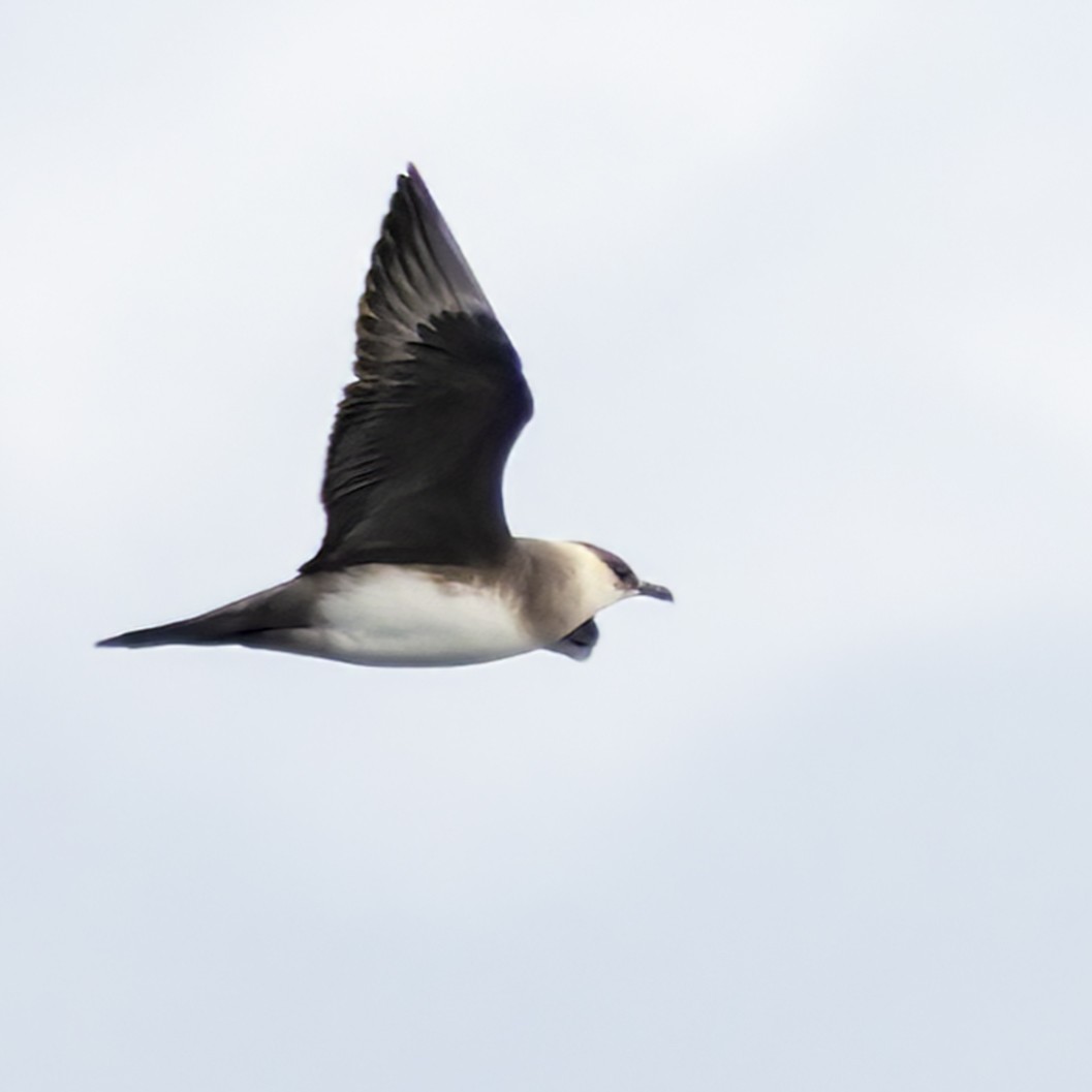 Parasitic Jaeger - ML642264789