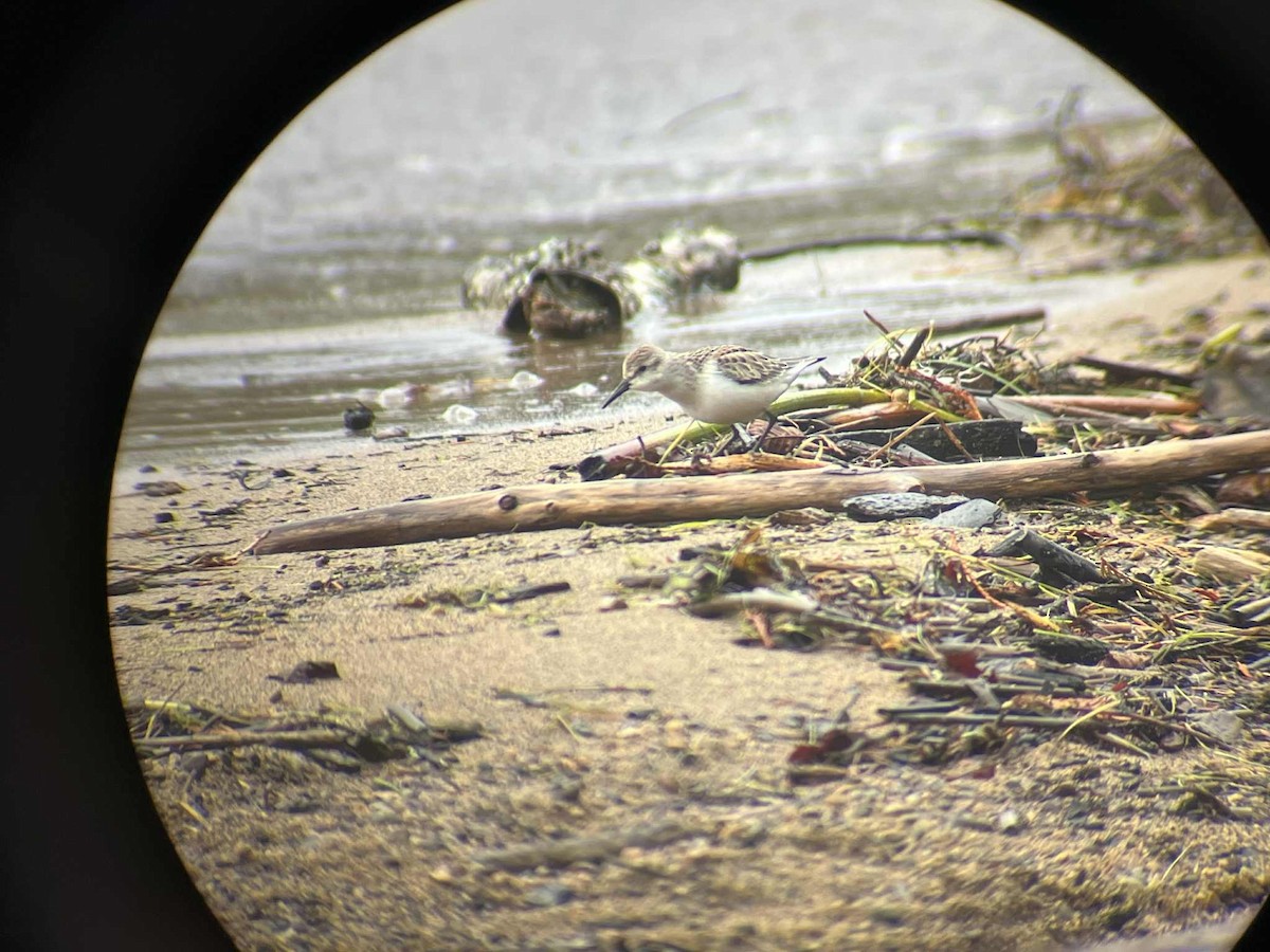 Western Sandpiper - ML642264792