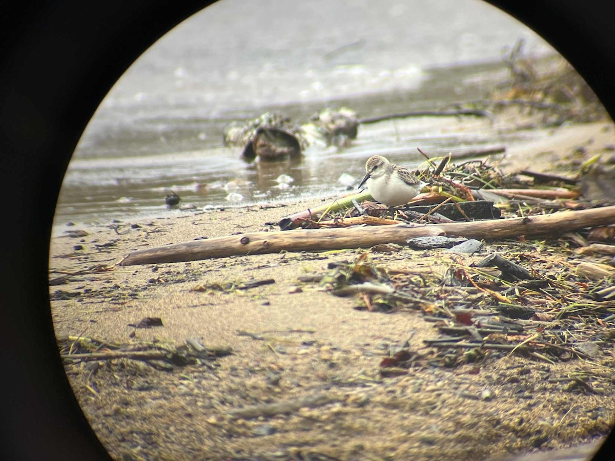 Western Sandpiper - ML642264794