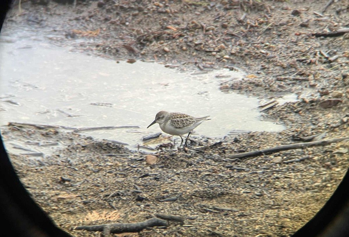 Western Sandpiper - ML642264798