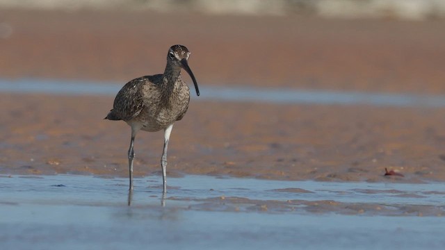 チュウシャクシギ（variegatus） - ML642264799