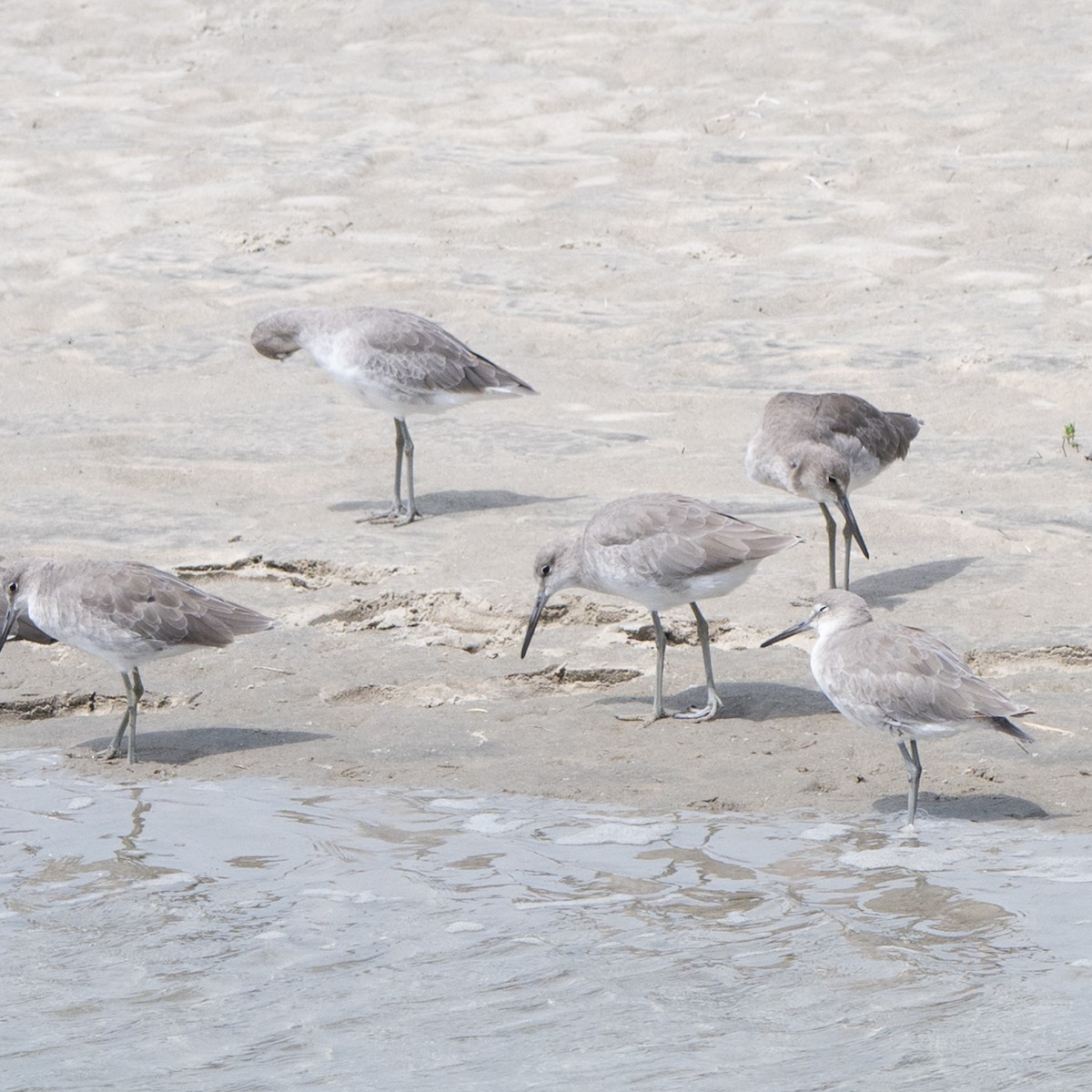 Willet - ML642264808