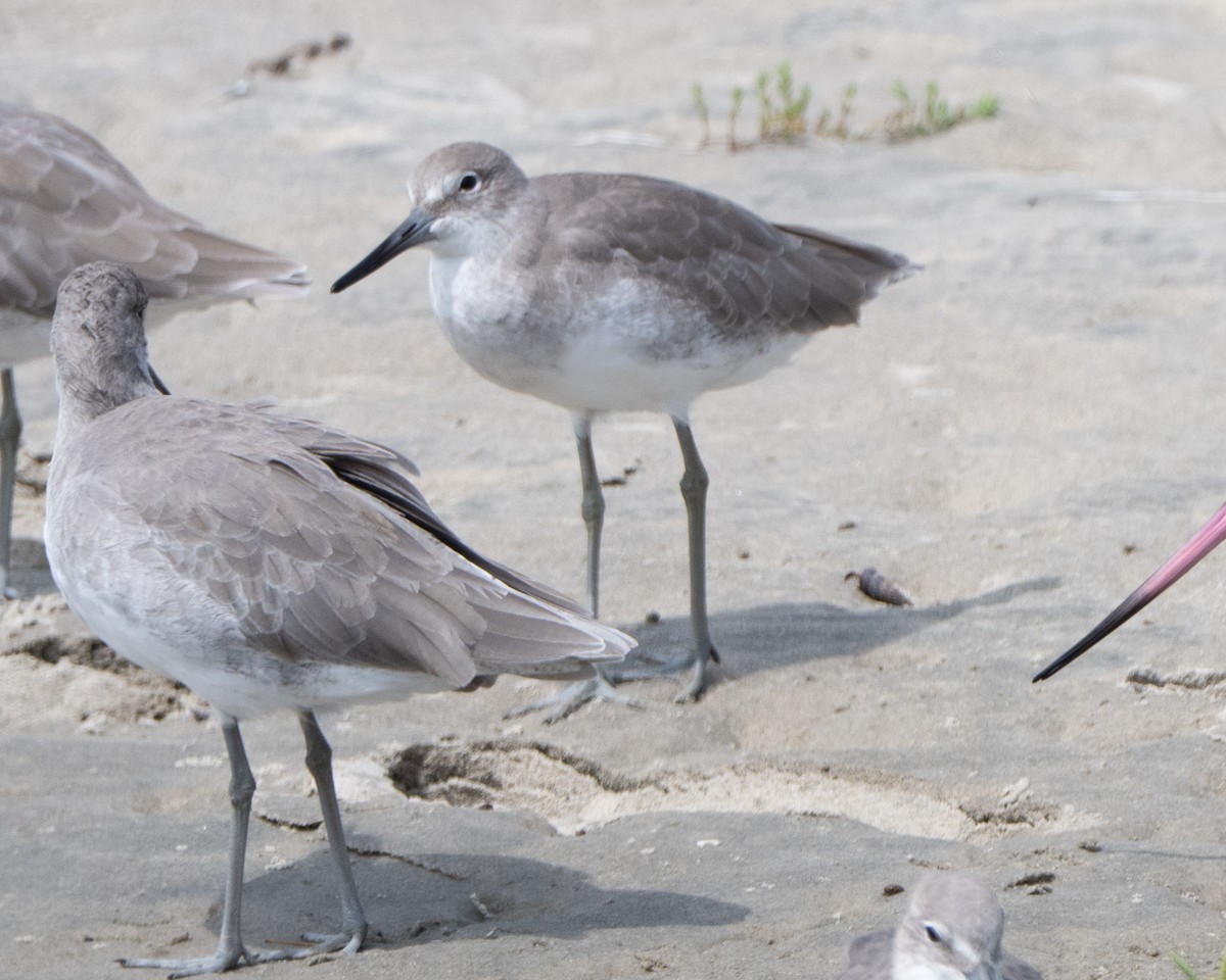 Willet - ML642264809