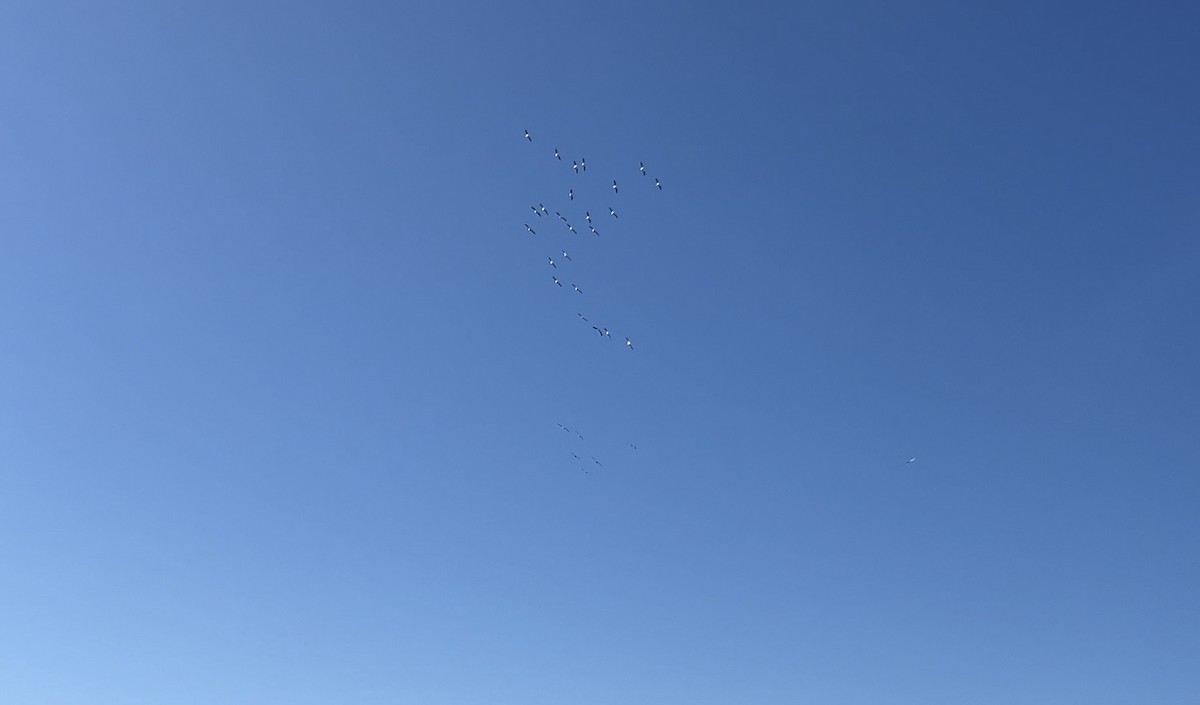 American White Pelican - ML642264833