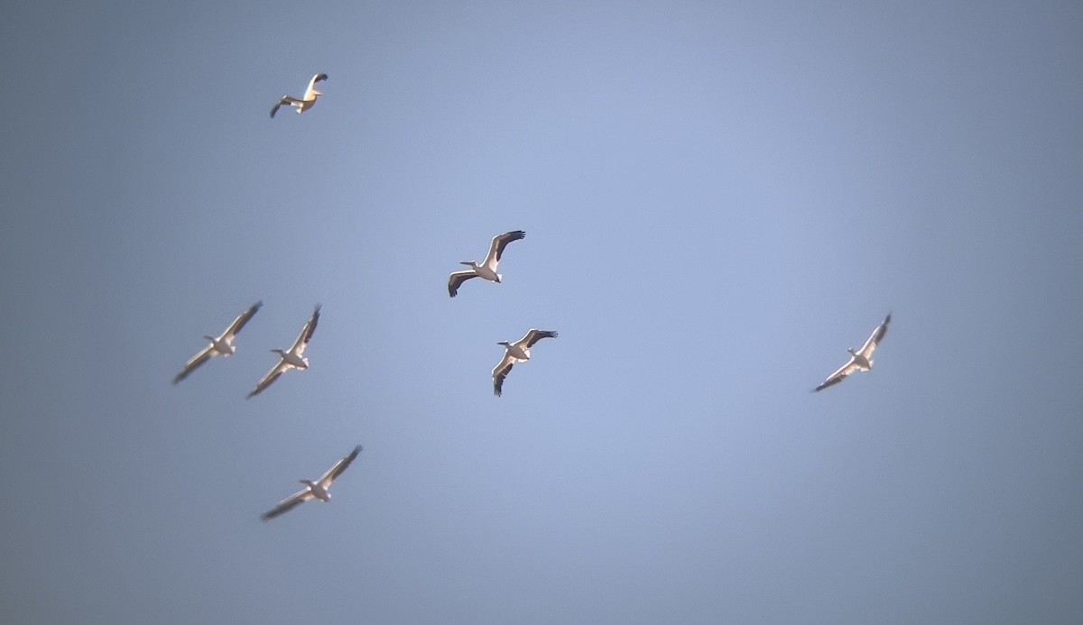 American White Pelican - ML642264834