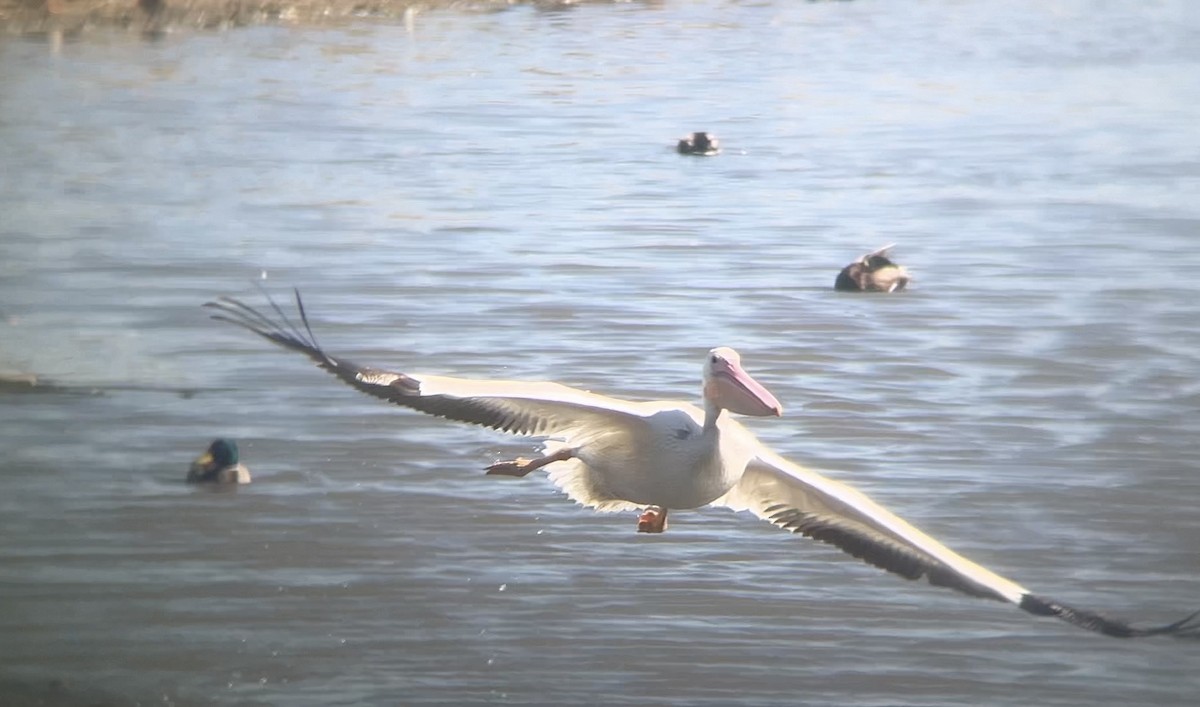 American White Pelican - ML642264837