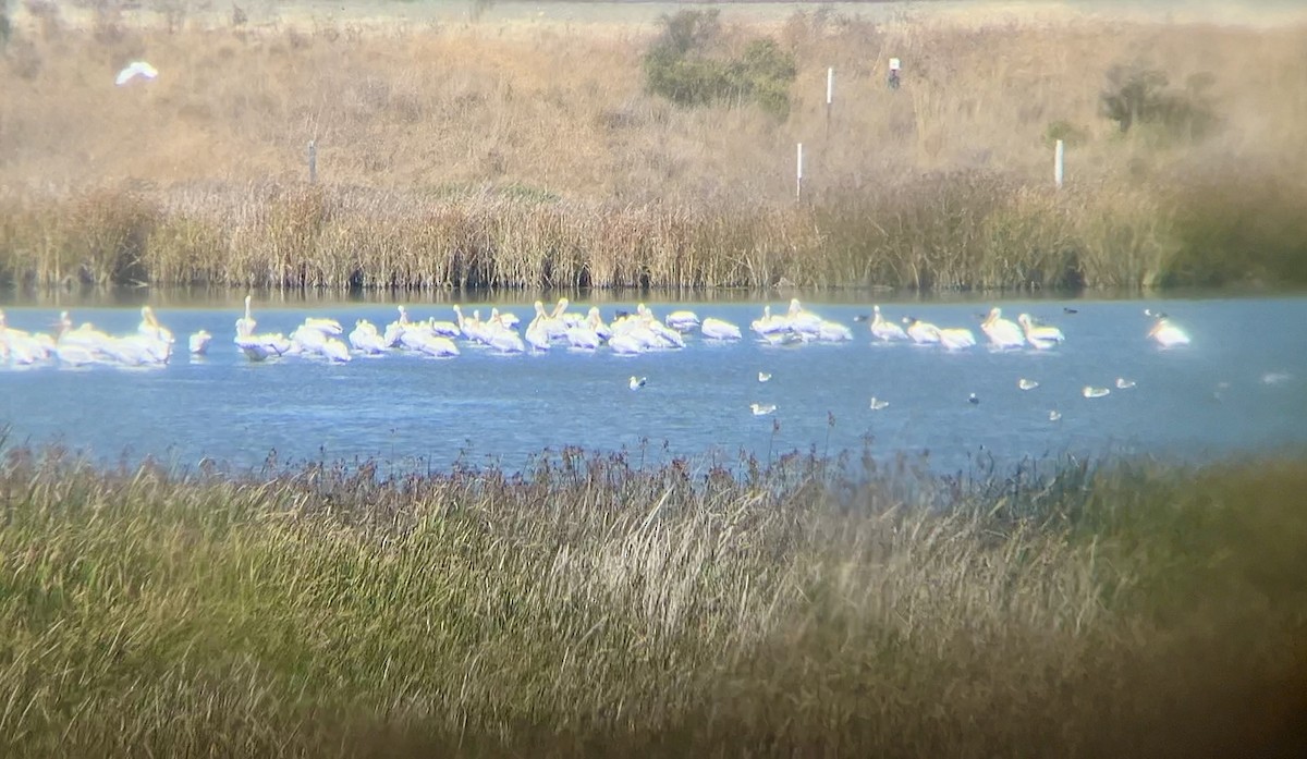American White Pelican - ML642264838
