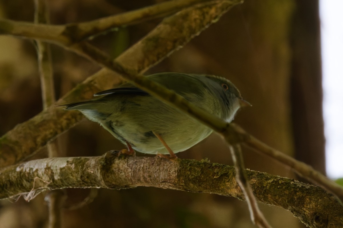 Pin-tailed Manakin - ML642264846