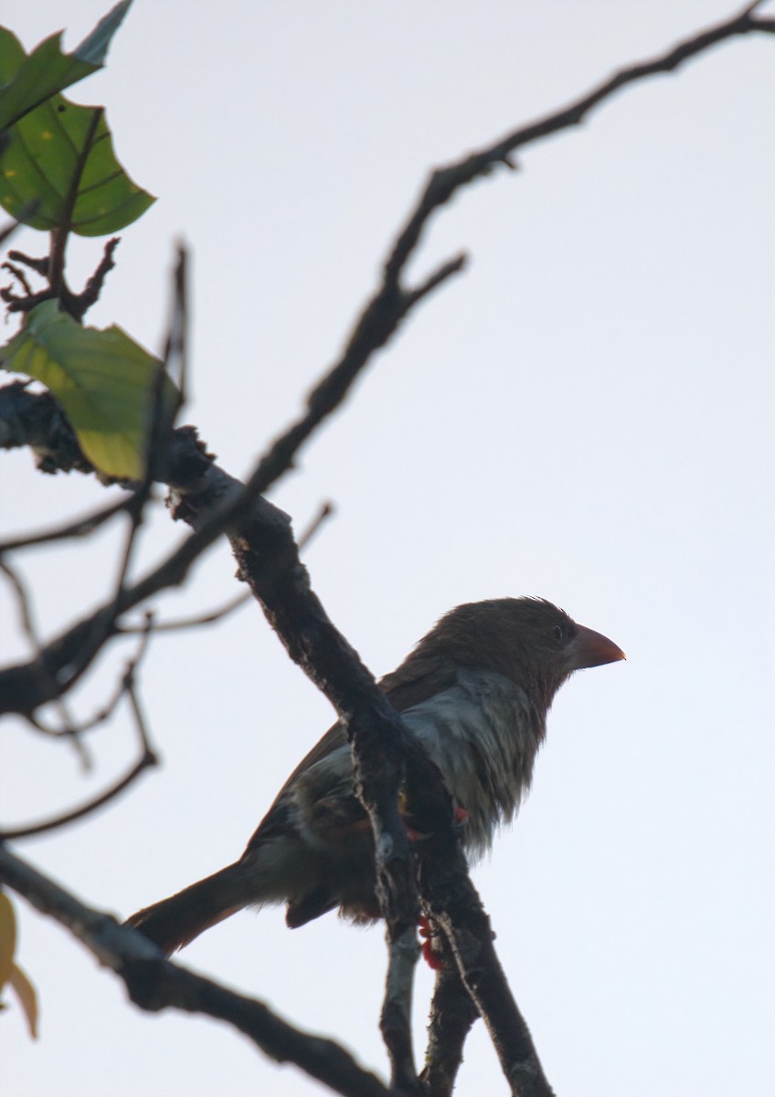Brown Barbet - ML642264847