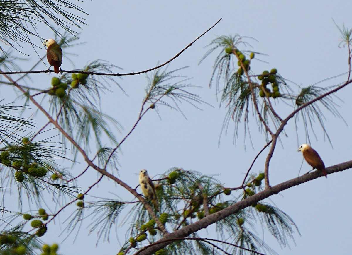 White-headed Munia - ML642264862