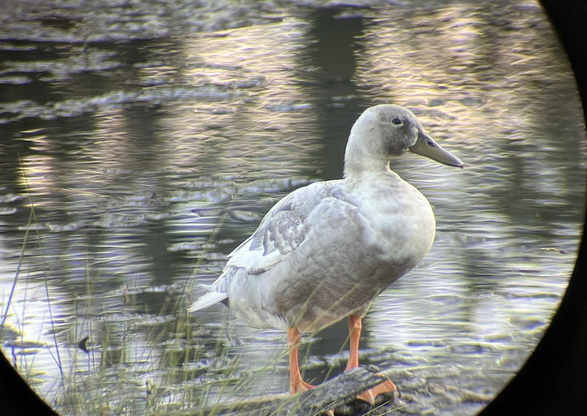 Mallard (Domestic type) - ML642264869