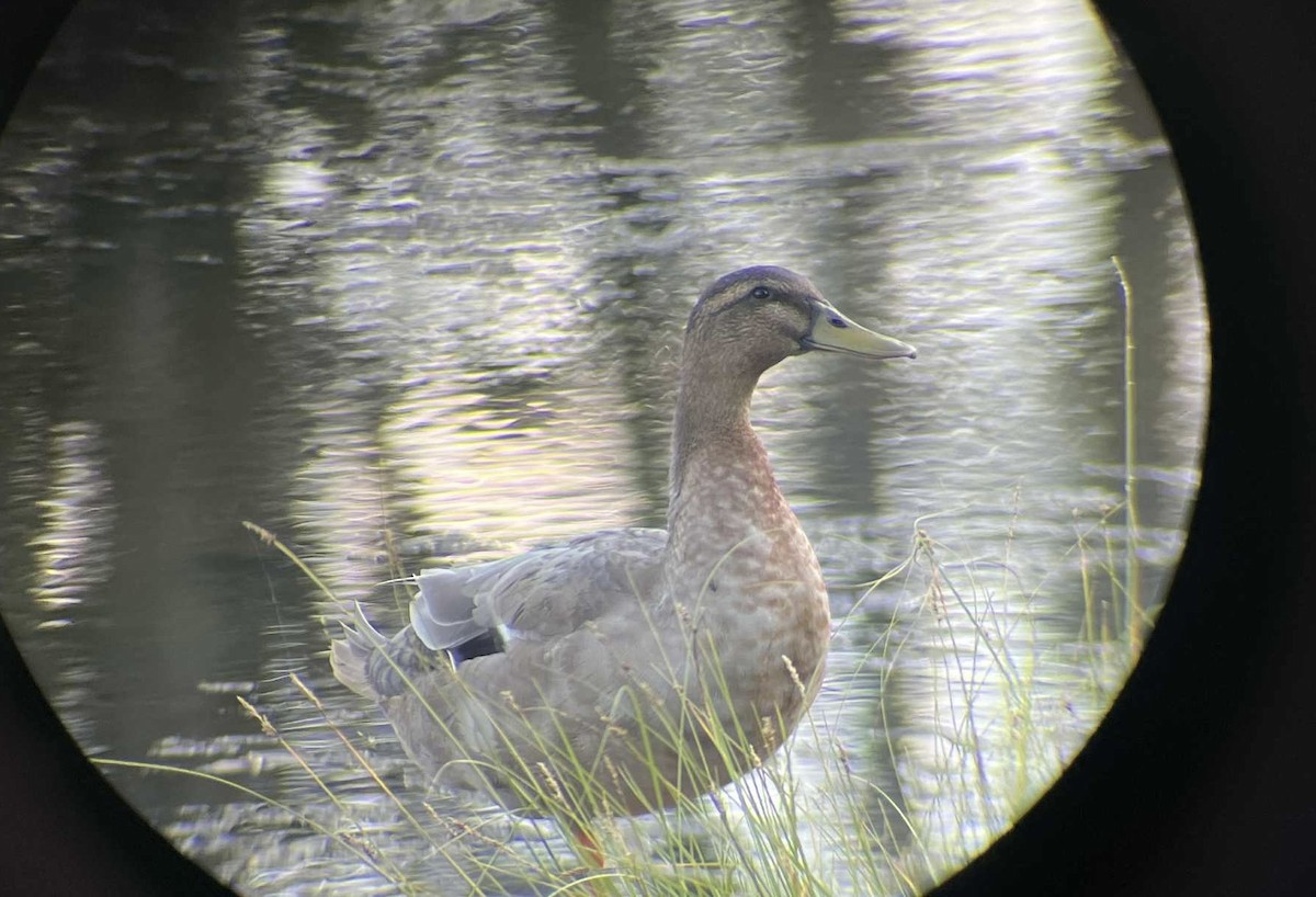 Mallard (Domestic type) - ML642264871