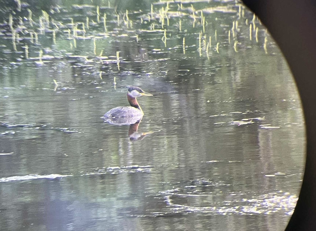 Red-necked Grebe - ML642264878