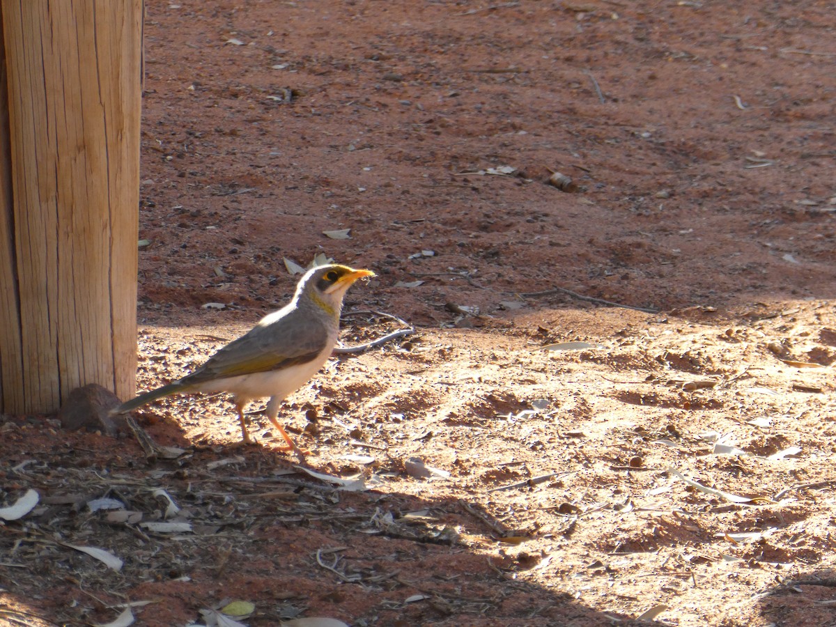 Yellow-throated Miner - ML642264888