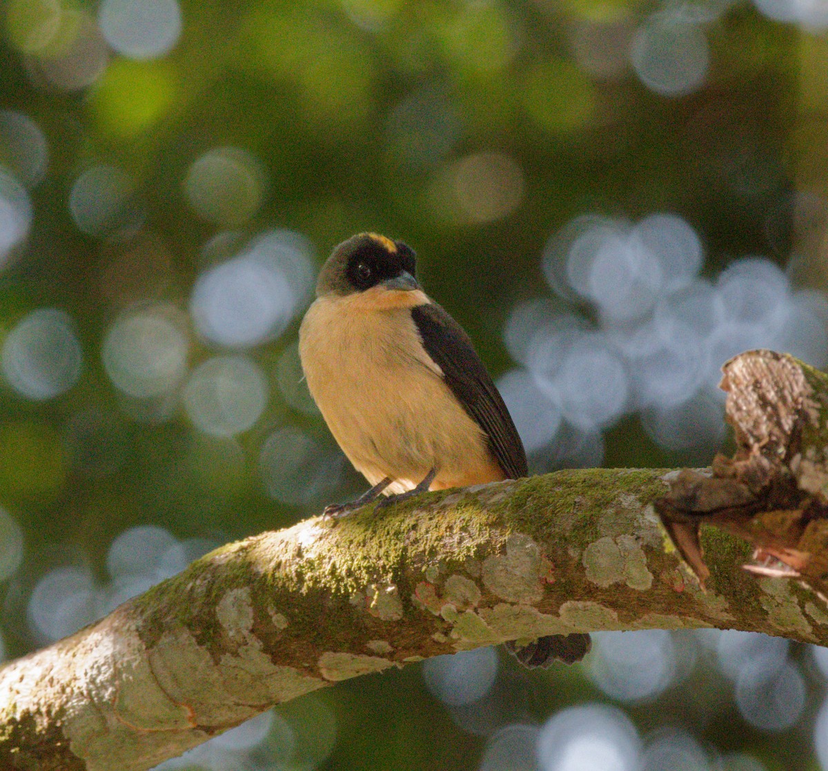 Black-goggled Tanager - ML642264909