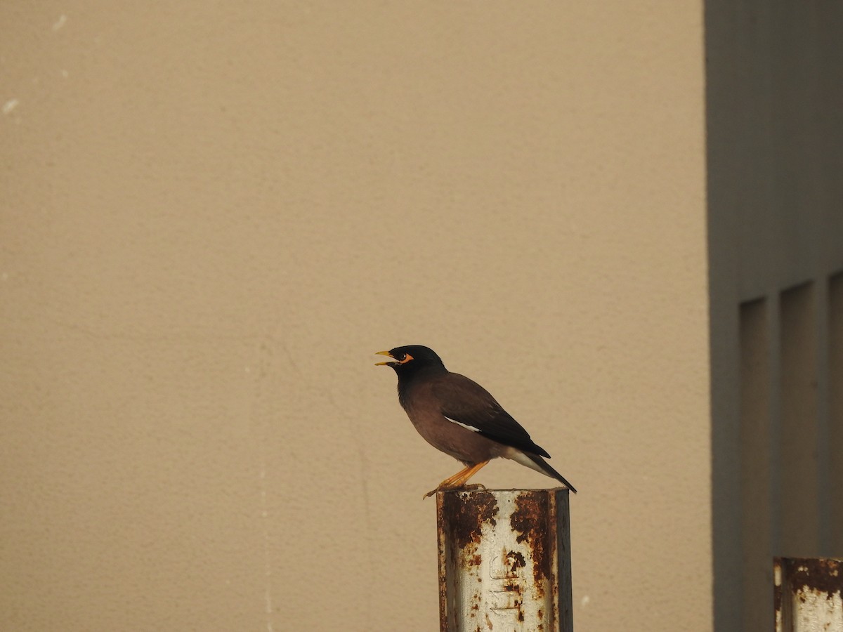 Common Myna - ML642264914