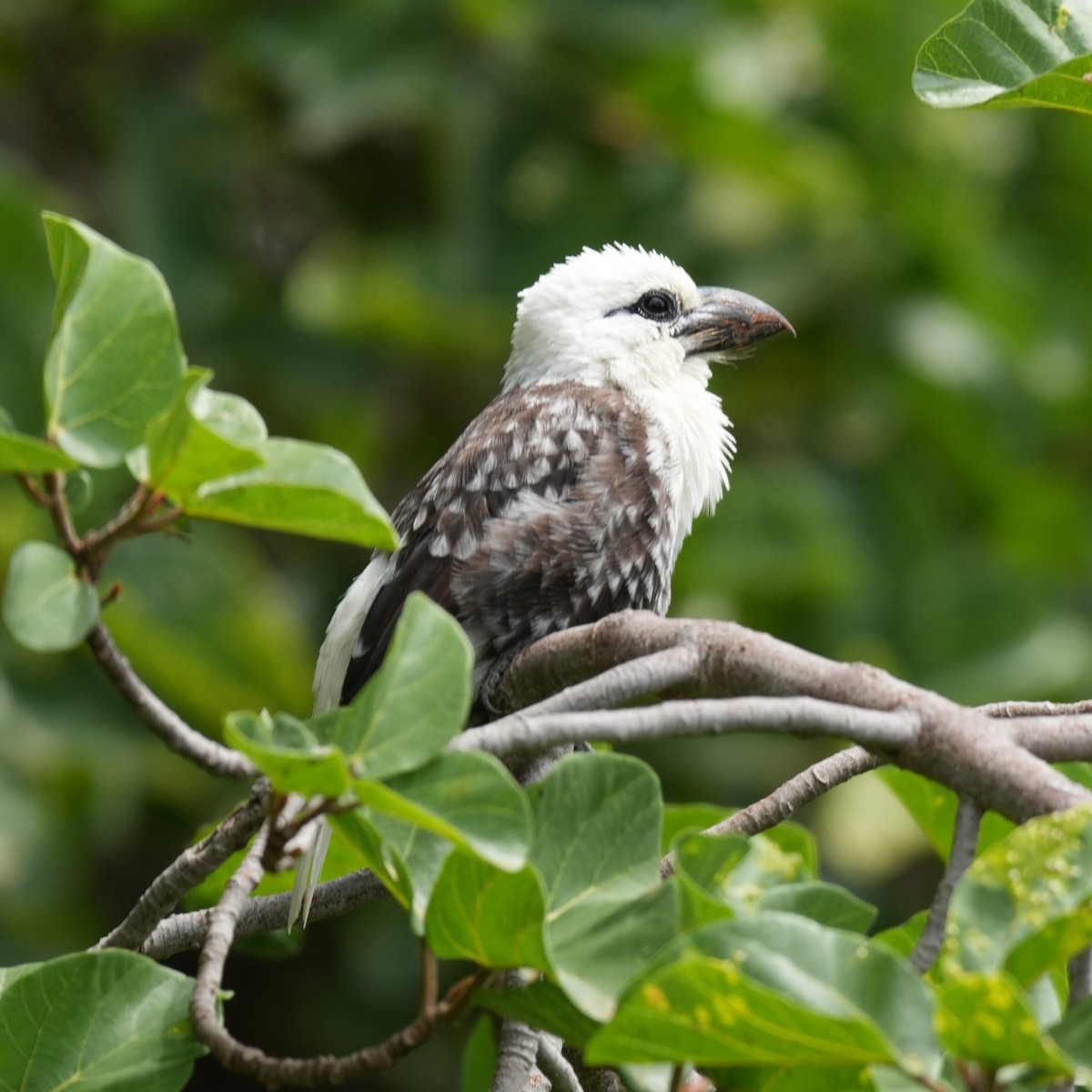 White-headed Barbet - ML642264921