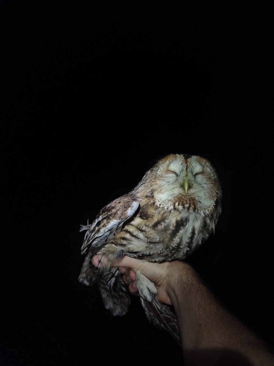 Tawny Owl - ML642264933