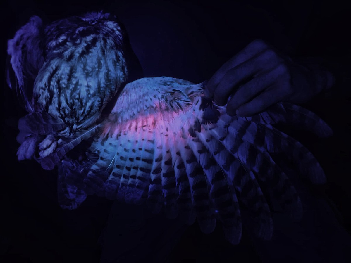 Tawny Owl - ML642264935