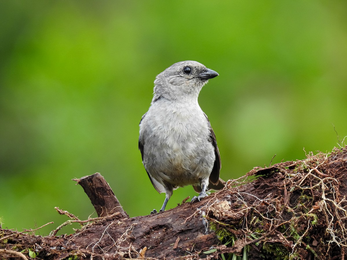 Plain-colored Tanager - ML642264961