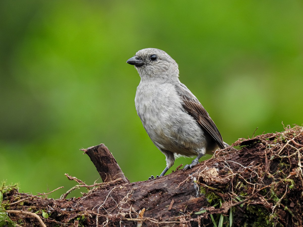 Plain-colored Tanager - ML642264962
