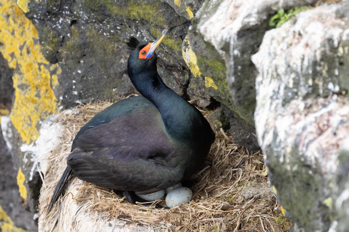 Red-faced Cormorant - ML642264964