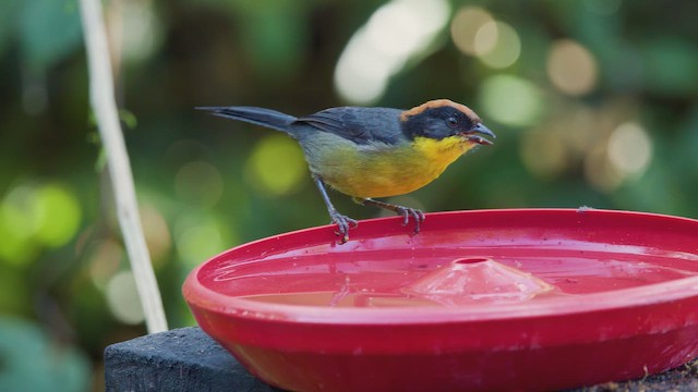Yellow-breasted Brushfinch (Yellow-breasted) - ML642264980