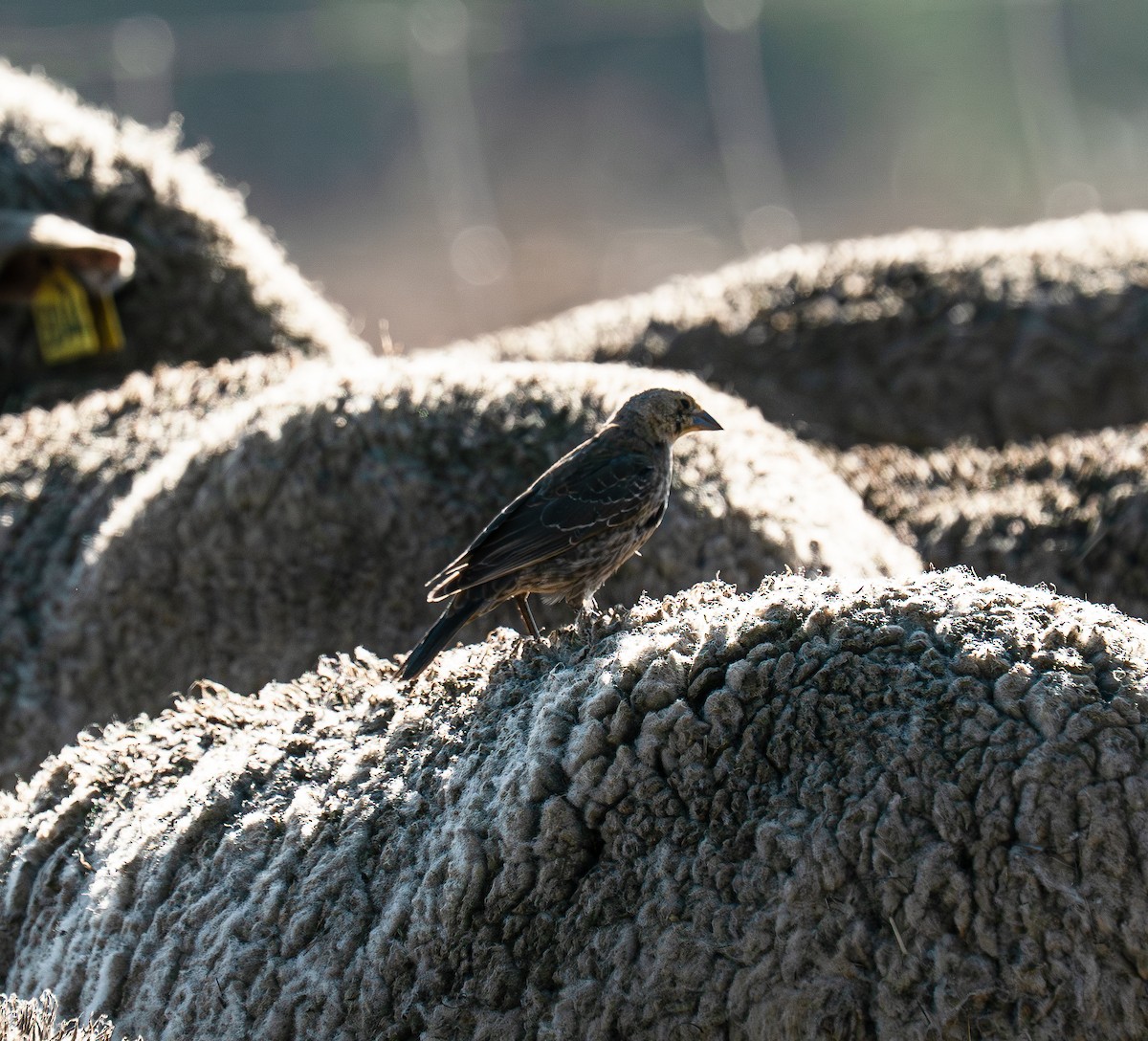 Brown-headed Cowbird - ML642264998