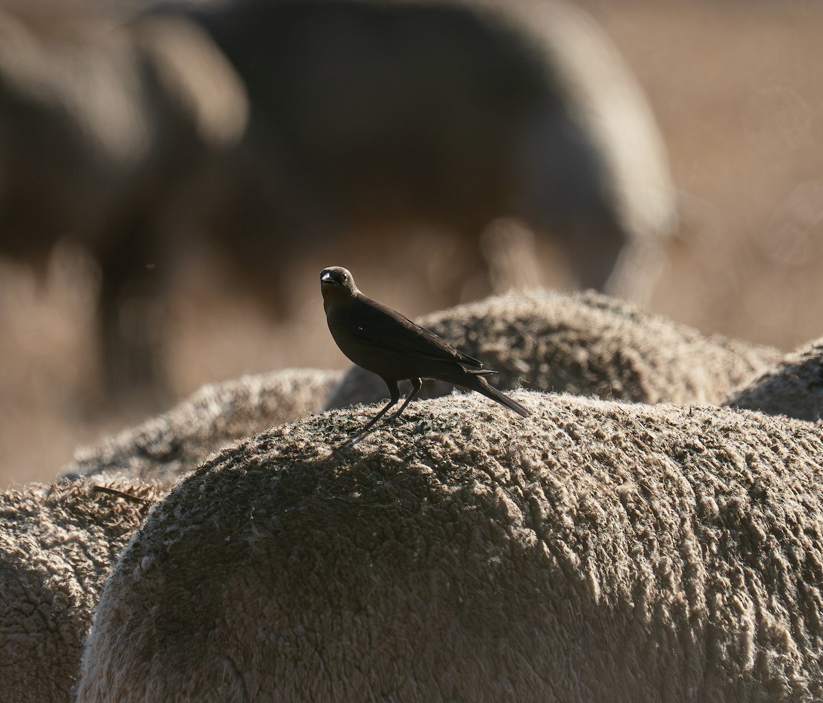 Brown-headed Cowbird - ML642264999