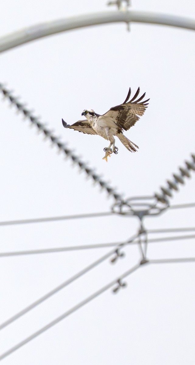 Osprey - ML642265056