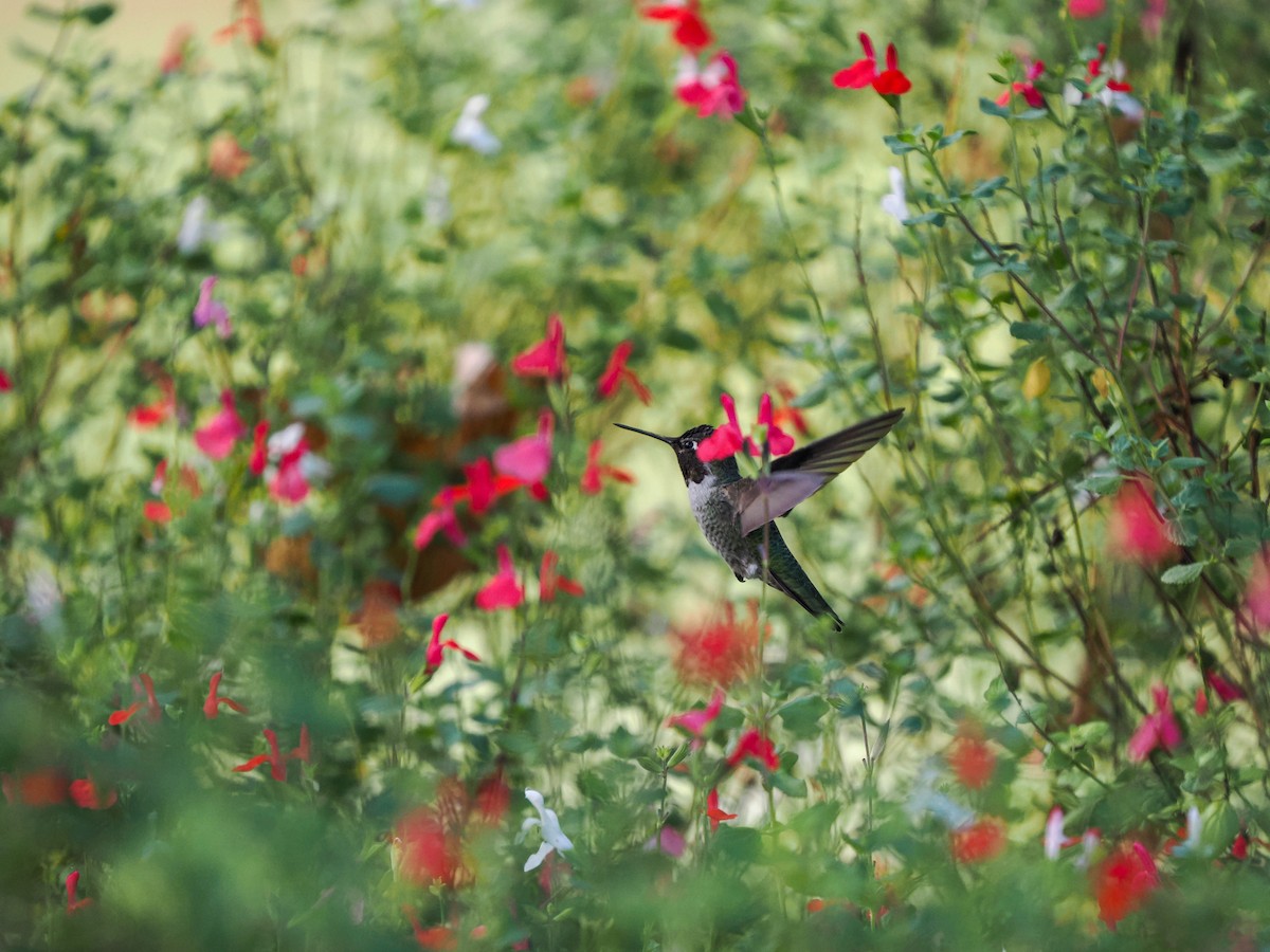 Anna's Hummingbird - ML642265059