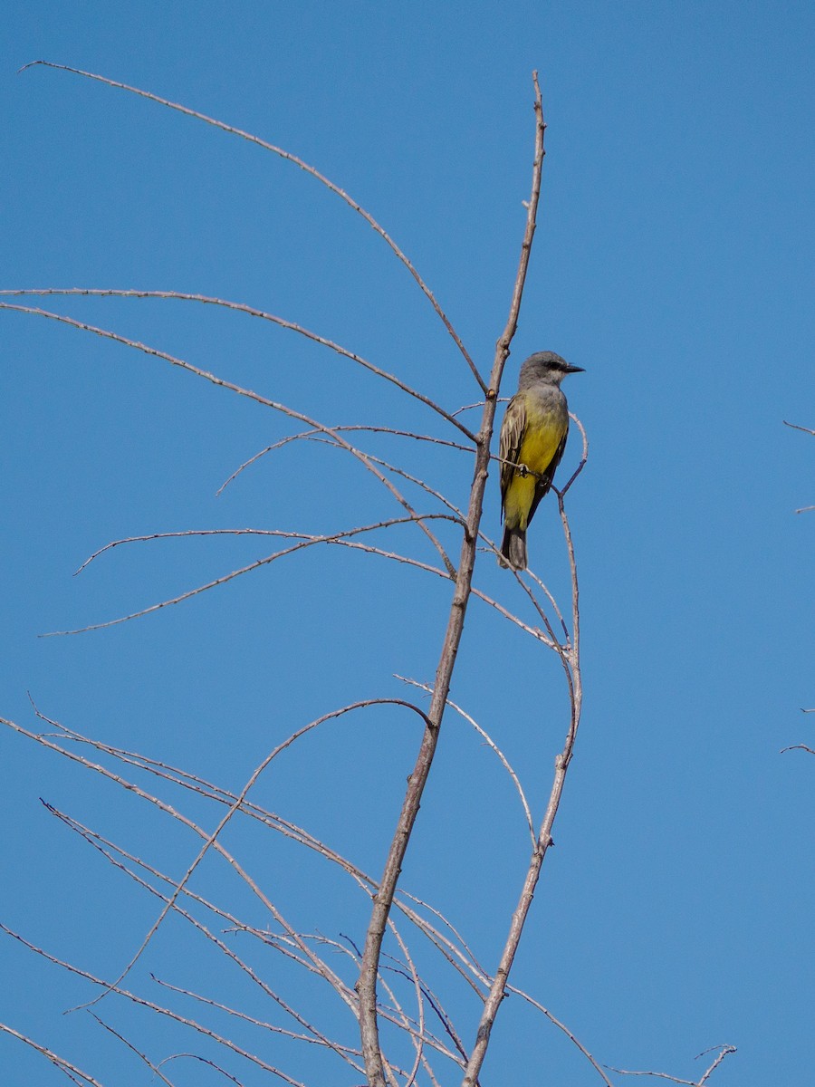 Cassin's Kingbird - ML642265075