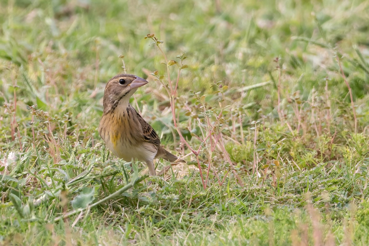 Dickcissel - ML642265095