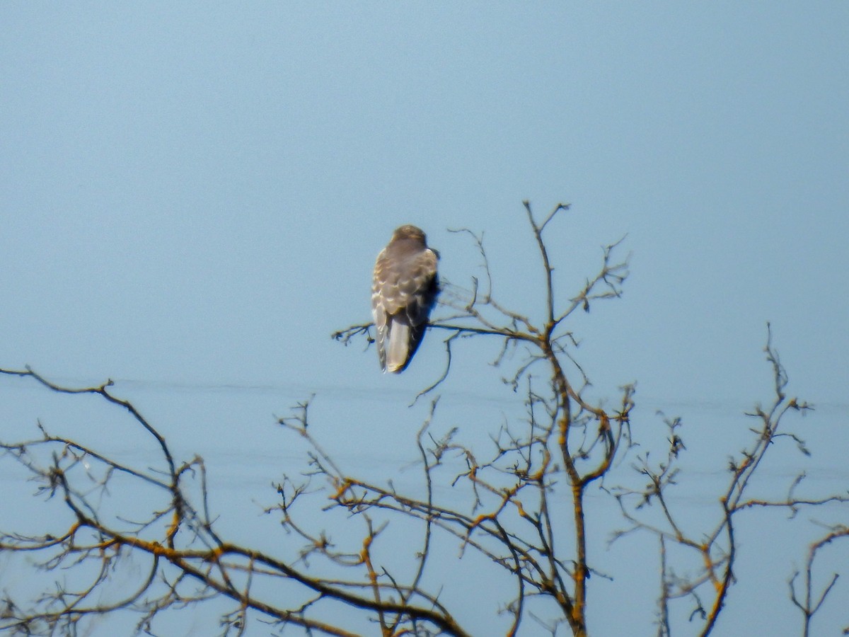White-tailed Kite - ML642265100
