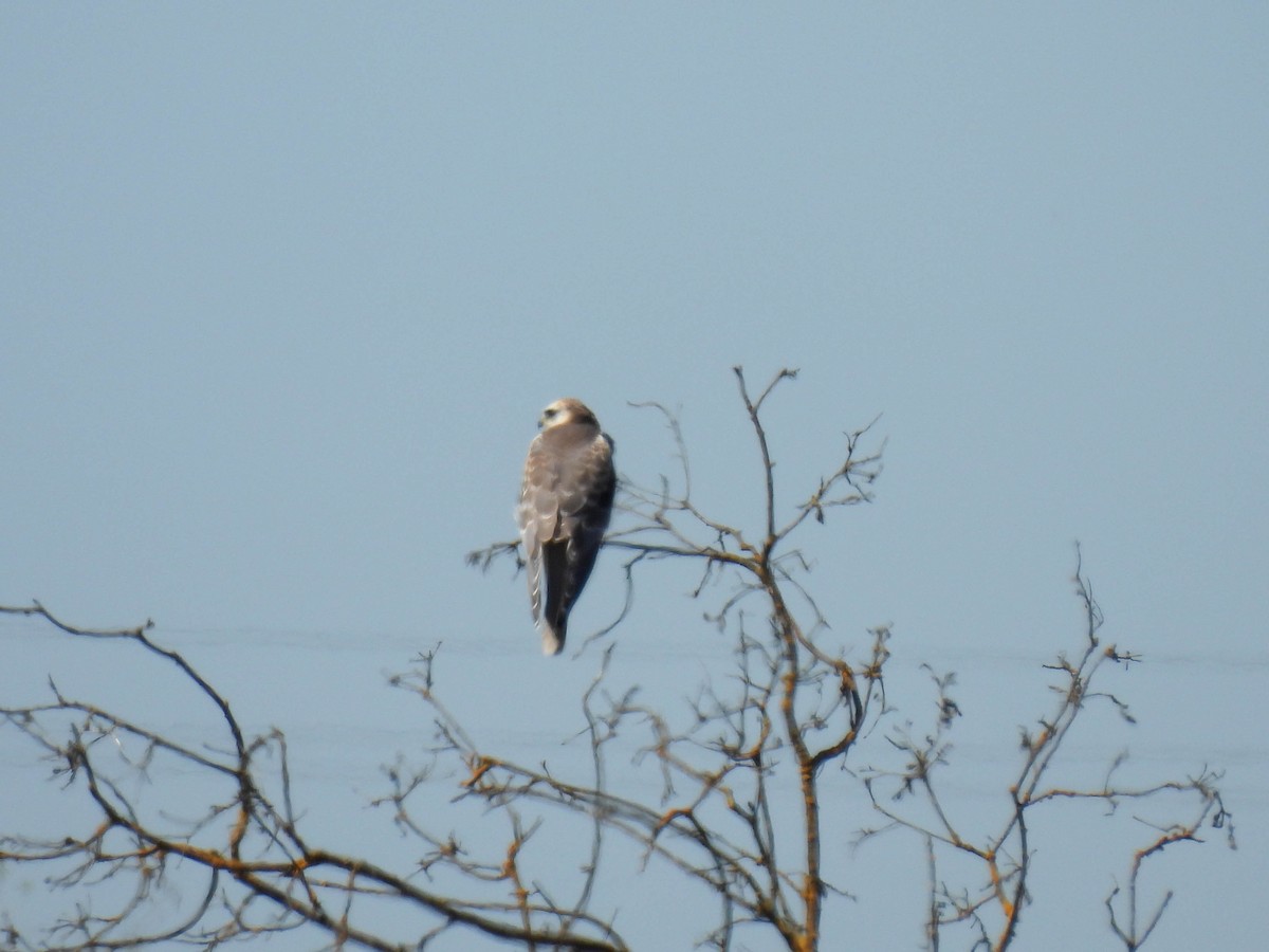 White-tailed Kite - ML642265101