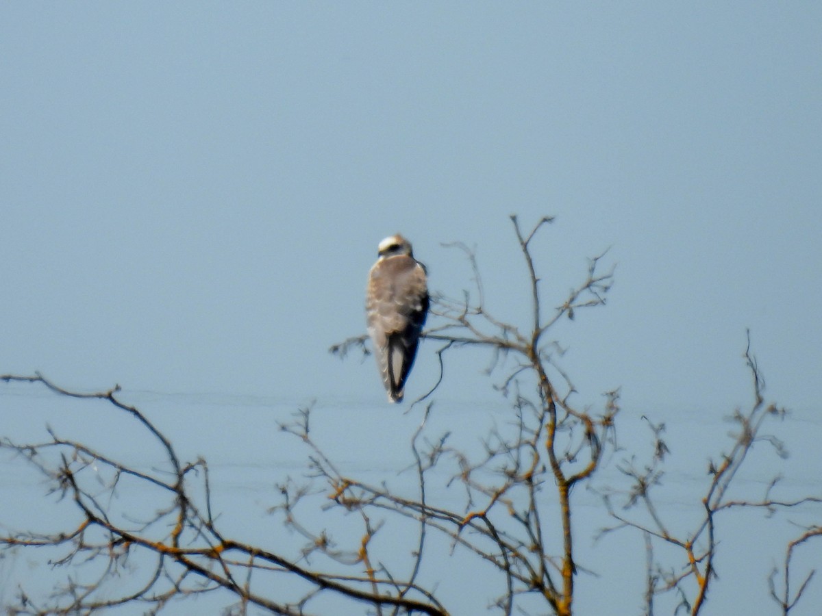 White-tailed Kite - ML642265102