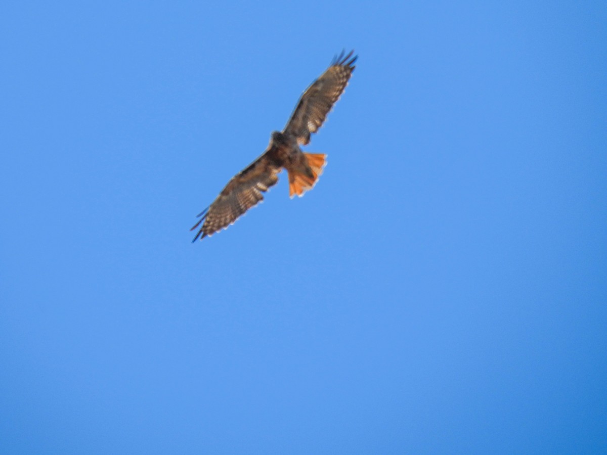 Red-tailed Hawk - ML642265103