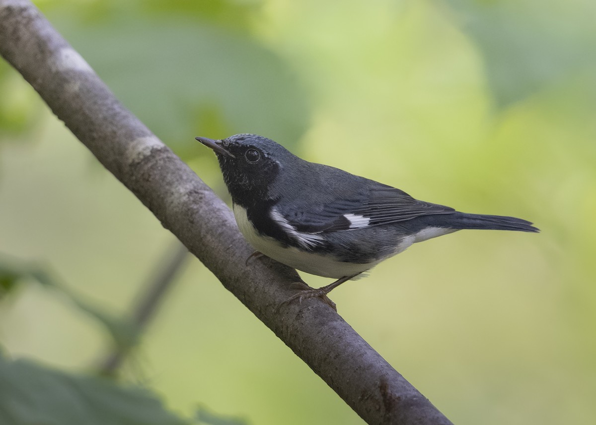 Black-throated Blue Warbler - ML642265106