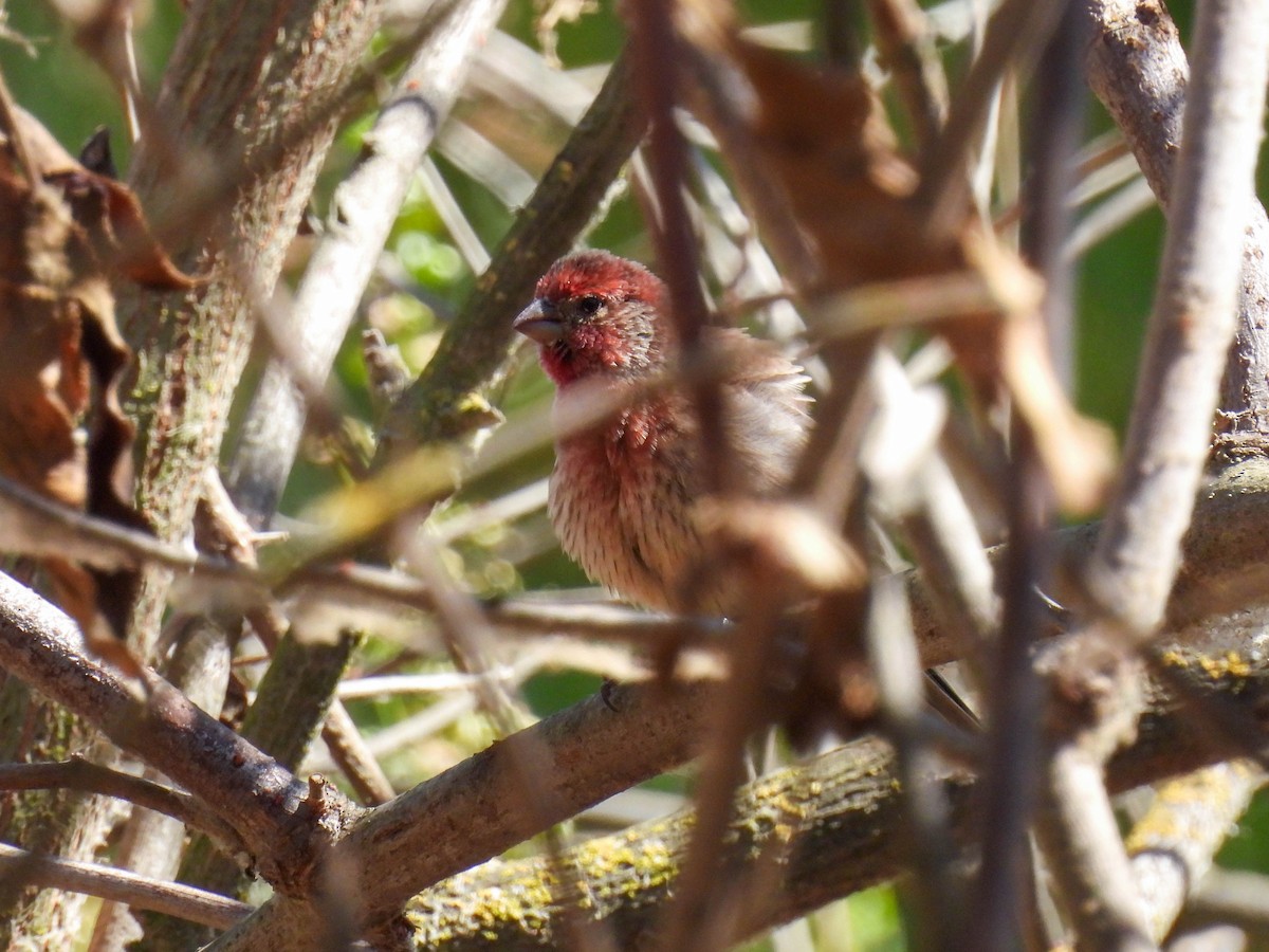House Finch - ML642265108