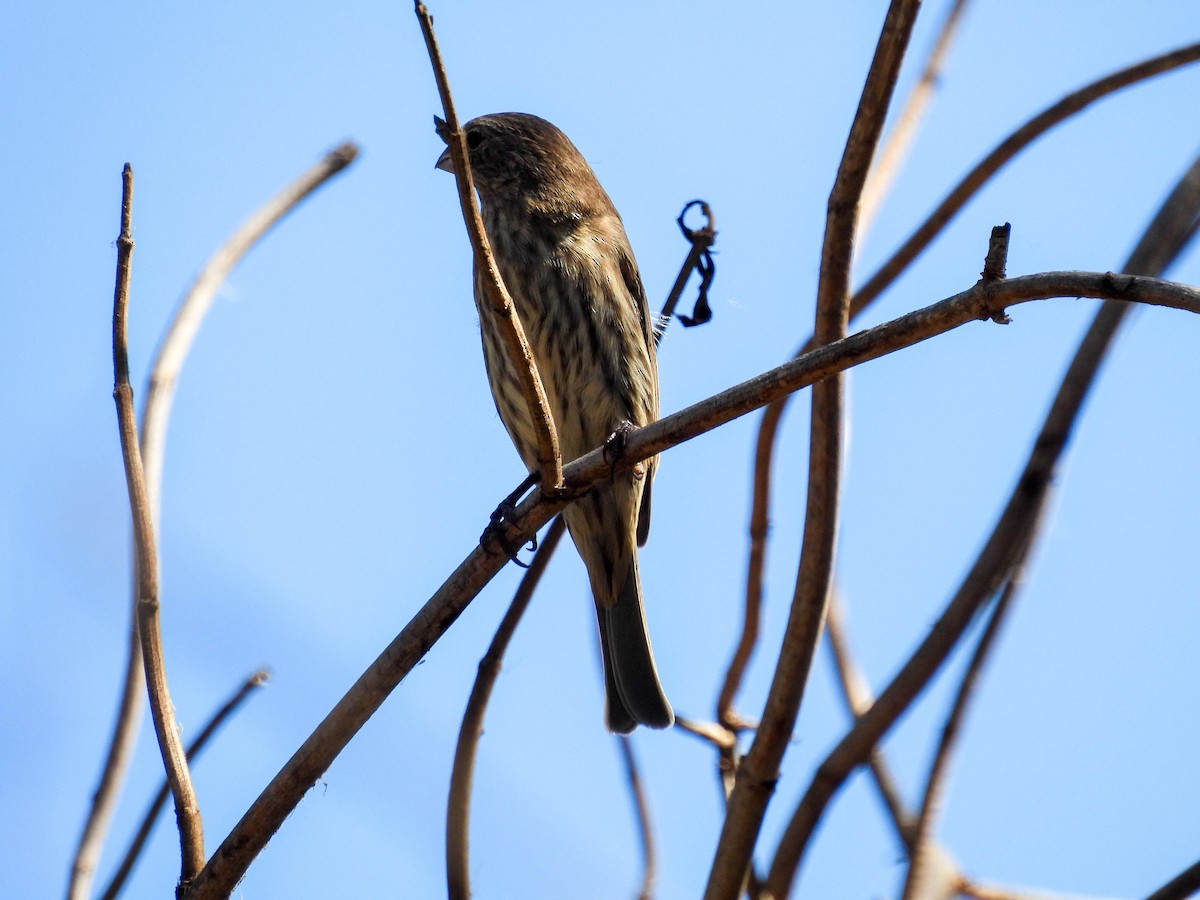 House Finch - ML642265109