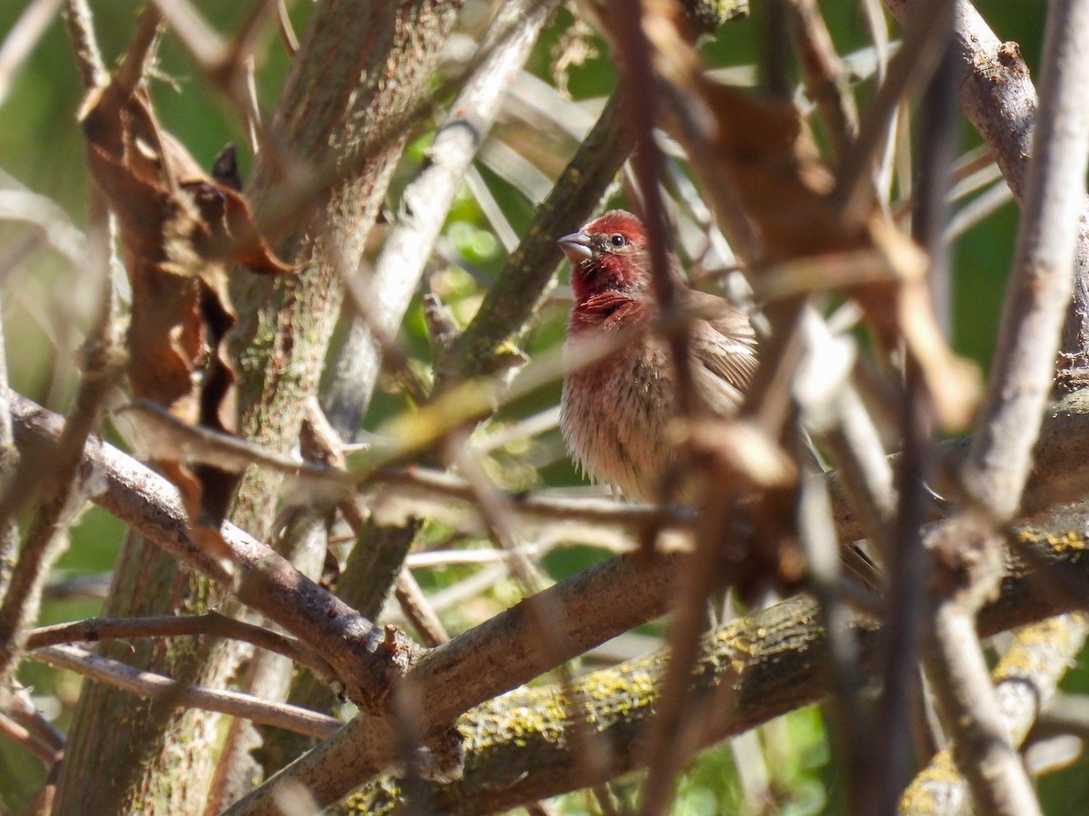 House Finch - ML642265110
