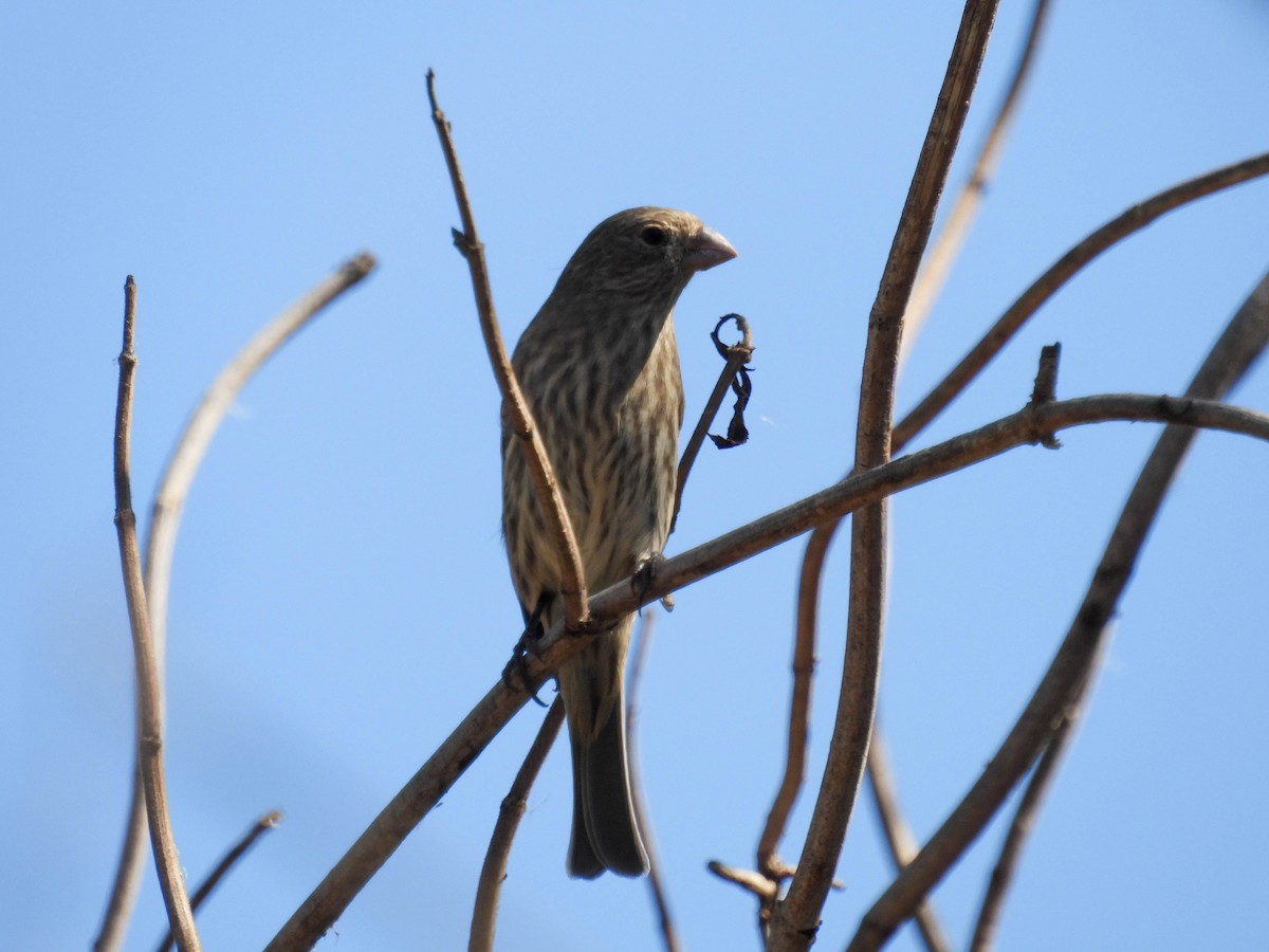 House Finch - ML642265111