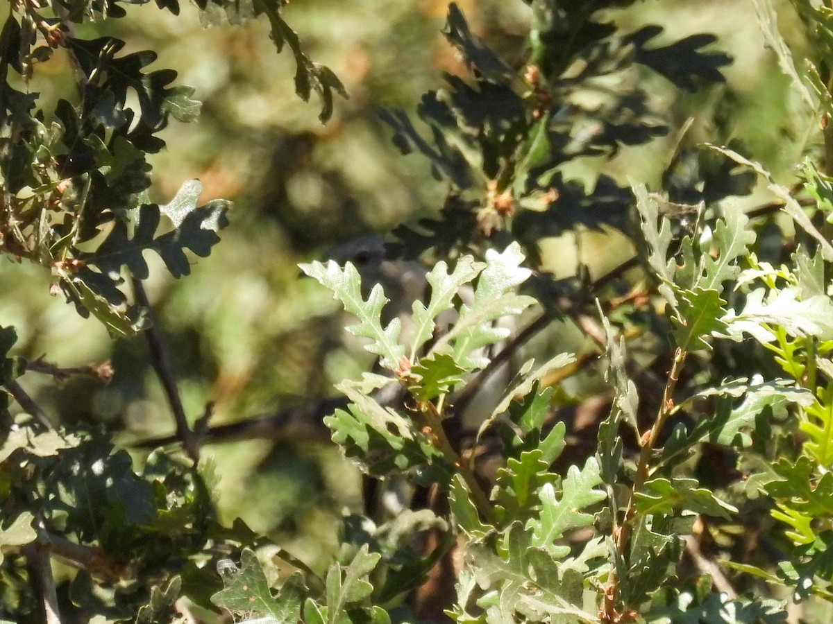 חקיינית צפונית - ML642265121