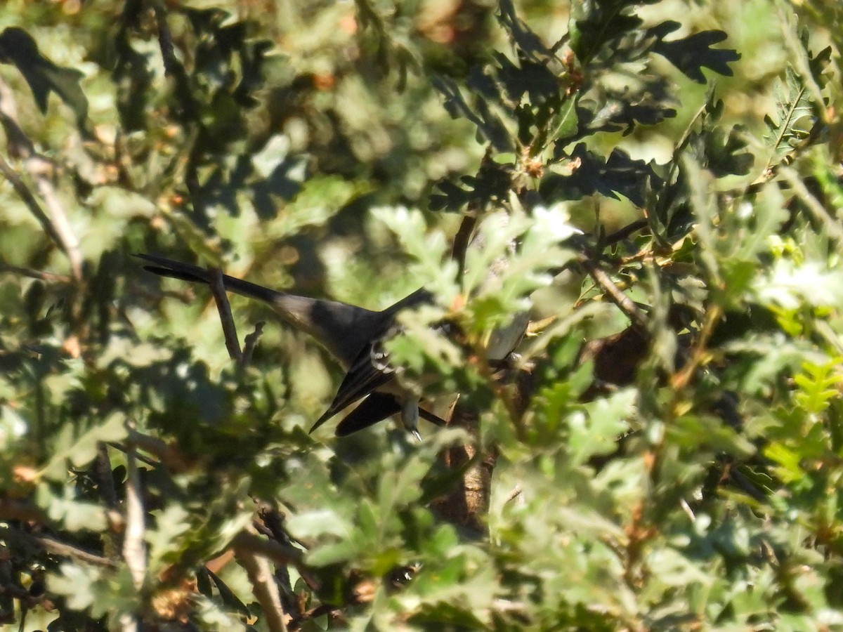 חקיינית צפונית - ML642265122